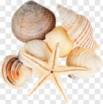 Сlipart Shell Starfish Summer Queen Conch White Background photo cut out BillionPhotos