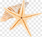 Сlipart Shell White Backgrounds Pattern Two Objects photo cut out BillionPhotos