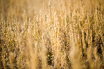 Сlipart Field Grass Sky Retro Revival Backgrounds photo  BillionPhotos