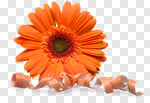Сlipart Gerbera Daisy Flower Ribbon Backgrounds Daisy photo cut out BillionPhotos