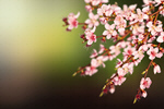 Сlipart cherry flower orchard sweet nature   BillionPhotos