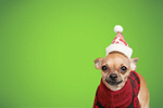 Сlipart christmas dog cute adorable animal   BillionPhotos