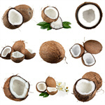 Сlipart Coconut Coco Tropical Climate Fruit Food   BillionPhotos