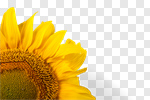 Сlipart Sunflower Single Flower Petal Yellow Single Object photo cut out BillionPhotos