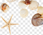 Сlipart Shell Starfish Summer Queen Conch White Background photo cut out BillionPhotos