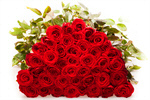 Сlipart Rose Red Valentine's Day Bouquet Backgrounds photo  BillionPhotos