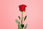 Сlipart rose red background giving stem   BillionPhotos