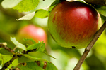 Сlipart Apple Tree August Fruit Vegetable photo  BillionPhotos