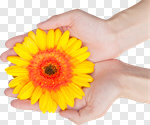 Сlipart Human Hand Flower Single Flower Recovery Inside Of photo cut out BillionPhotos