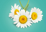 Сlipart Daisy Chamomile Flower Chamomile Plant White   BillionPhotos