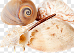 Сlipart Shell Starfish Summer Queen Conch White Background photo cut out BillionPhotos