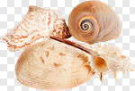 Сlipart Shell Starfish Summer Queen Conch White Background photo cut out BillionPhotos