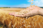 Сlipart wheat field hand cereal threshing   BillionPhotos