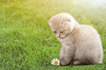 Сlipart adorable animal baby beautiful cat   BillionPhotos