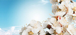 Сlipart spring tree almond beauty bloom   BillionPhotos