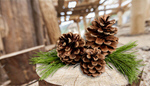 Сlipart Pine Pine Cone Christmas Decoration Decoration Winter   BillionPhotos
