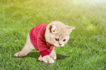 Сlipart adorable animal baby beautiful cat   BillionPhotos