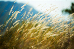 Сlipart Field Grass Sky Retro Revival Backgrounds photo  BillionPhotos