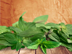Сlipart mint white element leaves spearmint   BillionPhotos