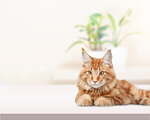 Сlipart cat adult gold hair animal   BillionPhotos