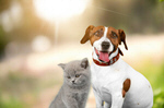 Сlipart dog cat together pet love   BillionPhotos