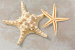 Сlipart starfish animal concept conceptual design   BillionPhotos