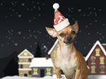 Сlipart Christmas Dog Humor Santa Hat Animal   BillionPhotos