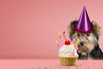 Сlipart cake adorable amusing animal background   BillionPhotos