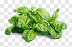 Сlipart herb plant fresh freshness basil photo cut out BillionPhotos