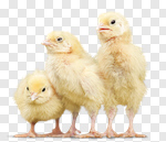 Сlipart three isolated pets baby white photo cut out BillionPhotos