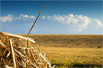 Сlipart Needle in a Haystack Searching Haystack Needle Hay   BillionPhotos