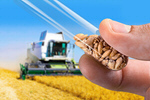 Сlipart Food Research Science Wheat Agriculture   BillionPhotos
