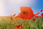 Сlipart anzac day sun armistice day background   BillionPhotos