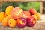 Сlipart apricots agriculture apricot background berries   BillionPhotos