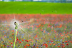 Сlipart Dandelion Air Environment Clean Nature   BillionPhotos