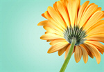 Сlipart Gerbera Daisy Daisy Single Flower Flower Head Flower   BillionPhotos
