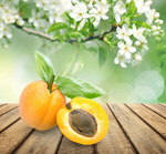 Сlipart apricot agriculture background bowl delicious   BillionPhotos