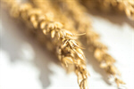 Сlipart wheat farm cereal flour grain photo  BillionPhotos