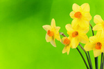 Сlipart daffodil spring bright green nature   BillionPhotos