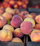 Сlipart Peaches Peach Fruit Crate Agriculture photo  BillionPhotos