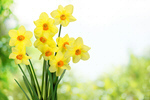 Сlipart daffodil spring bright green nature   BillionPhotos