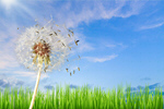 Сlipart Dandelion Air Environment Clean Nature   BillionPhotos