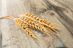 Сlipart wheat barley cereals grain agriculture   BillionPhotos