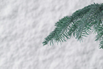 Сlipart background beautiful branch calm christmas   BillionPhotos