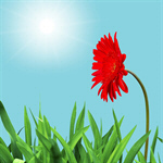 Сlipart Flower Single Flower Gerbera Daisy Daisy Red   BillionPhotos