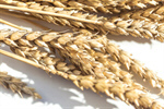 Сlipart wheat farm cereal flour grain photo  BillionPhotos