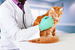 Сlipart veterinarian pet cat medical checkup   BillionPhotos