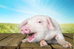 Сlipart Pig white pigpen background meat   BillionPhotos