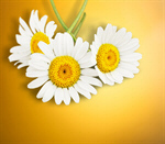 Сlipart Daisy Chamomile Flower Chamomile Plant White   BillionPhotos