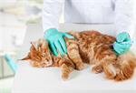 Сlipart pet care cat sick care vet   BillionPhotos